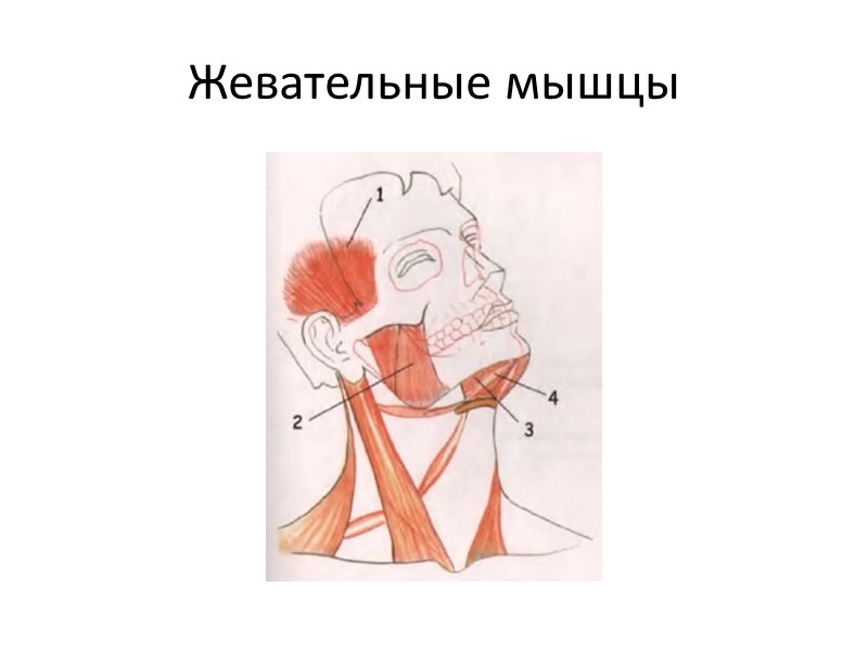 Жевательные мышцы